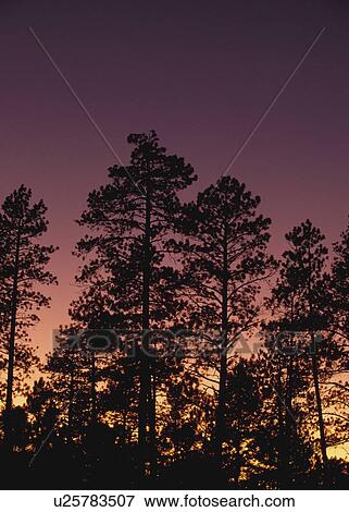 Ponderosa pine trees (Pinus ponderosa), Jemez Mountains, New Mexico, USA View Large Photo Image Stock Photo - Ponderosa pine trees (Pinus ponderosa), Jemez Mountains, New Mexico, USA. Fotosearch