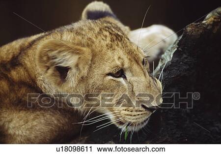 Portrait of lion cub resting on log View Large Photo Image Stock Image - Portrait of lion cub resting on log. Fotosearch