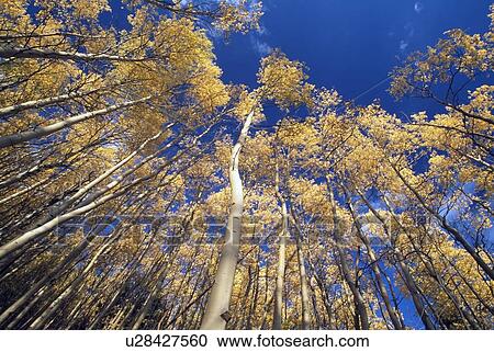 Stock Image - Quaking aspens in autumn, Santa Fe National Forest, New Mexico, USA. Fotosearch