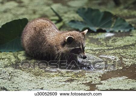 Raccoon foraging in water View Large Photo Image Stock Photo - Raccoon foraging in water. Fotosearch