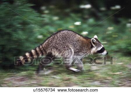Picture - Raccoon (Procyon lotor) running. Fotosearch