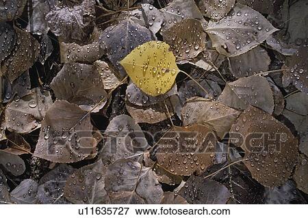 Stock Photo - Raindrops on fallen aspen leaves (Populus tremuloides). Fotosearch