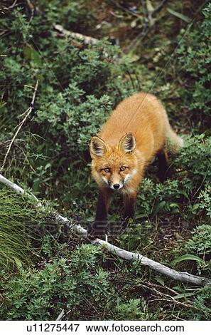 Stock Photo - Red fox (Vulpes vulpes). Fotosearch