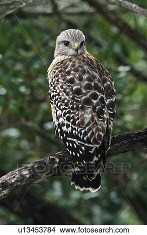 Red-shouldered hawk (Buteo lineatus) perched on a branch View Large Photo Image Picture - Red-shouldered hawk (Buteo lineatus) perched on a branch. Fotosearch