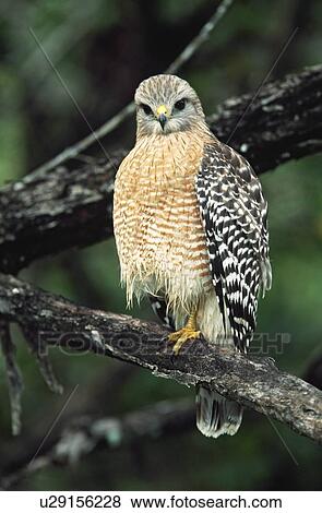 Stock Photo - Red-shouldered hawk perched on branch. Fotosearch