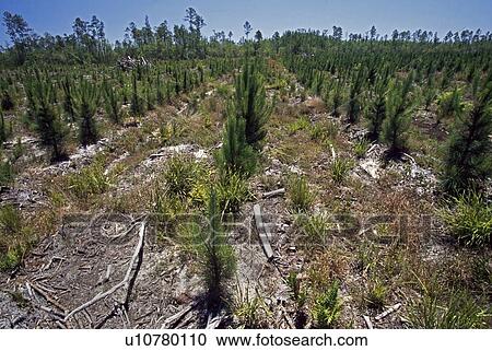 Stock Image - Rows of small pines in forest plantation. Fotosearch