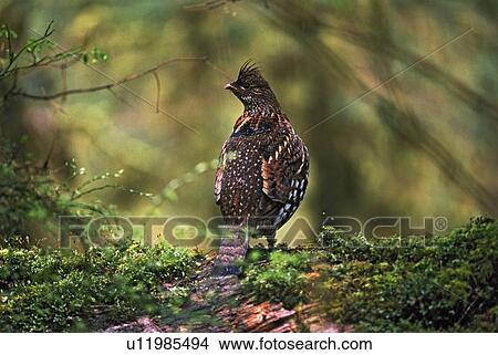 Picture - Ruffed grouse on mossy log in rainforest. Fotosearch