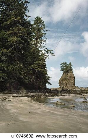 Rugged forested headlands along beach on the coast of the Olympic Peninsula, Washington, United States of America View Large Photo Image Stock Image - Rugged forested headlands along beach on the coast of the Olympic Peninsula, Washington, United States of America. Fotosearch