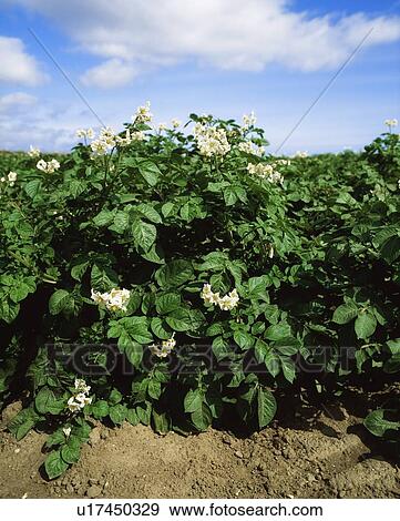 Stock Photo - Rush, Co Dublin, Ireland; Potatoes. Fotosearch