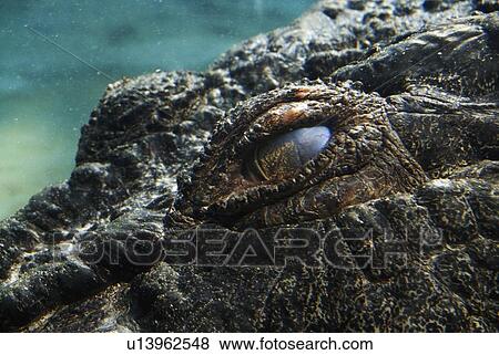 Saltwater crocodile (Crocodylus porosus) View Large Photo Image Stock Photo - Saltwater crocodile (Crocodylus porosus). Fotosearch