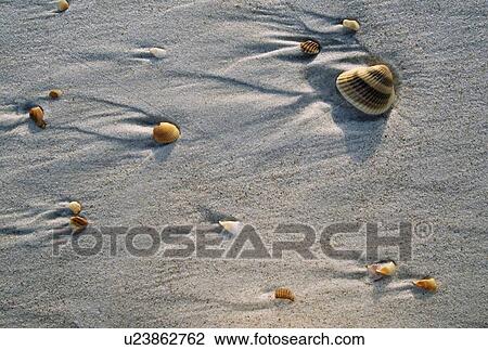 Stock Image - Seashell imbedded in beach sand. Fotosearch