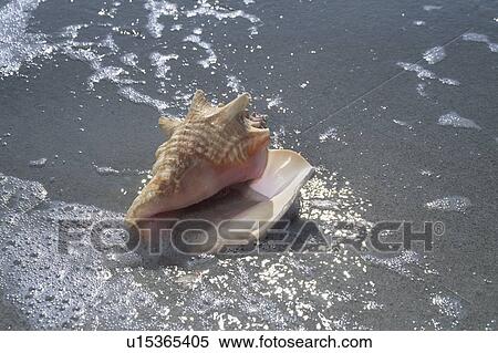Stock Photography - Seashell on beach, Sanibel Island, Florida, USA. Fotosearch