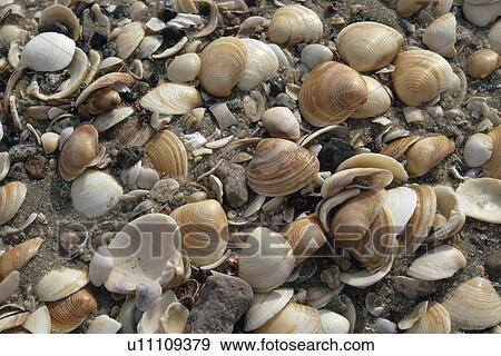 Stock Photo - Seashells clustered on beach, Baja, Mexico. Fotosearch