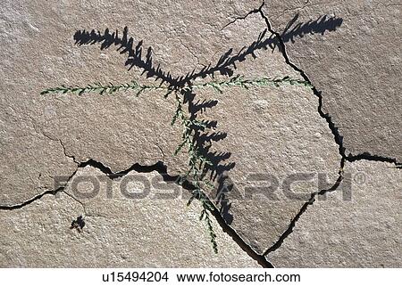 Shadow of small desert plant fits with cracks in dried mud View Large Photo Image Picture - Shadow of small desert plant fits with cracks in dried mud. Fotosearch
