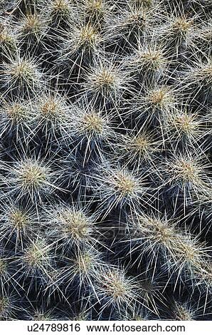 Stock Photograph - Sharp spines of strawberry cactus. Fotosearch