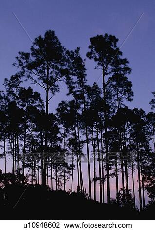 Stock Image - Slash pines at twilight, Okefenokee National Wildlife Refuge, Georgia, USA. Fotosearch