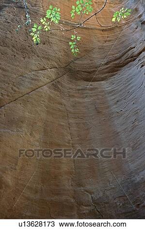 Stock Image - Spring maple leaves at the top of a sandstone formation in a cliff. Fotosearch