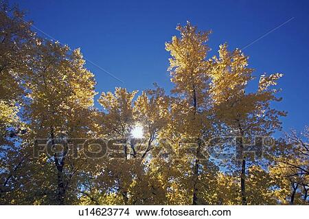 Picture - Sun peeps through autumn cottonwood trees, San Diego, California, USA. Fotosearch