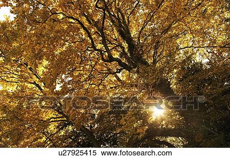 Stock Photography - Sun shining through golden leaves on a tree. Fotosearch