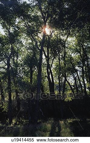 Sunburst through fremont cottonwood grove View Large Photo Image Stock Photography - Sunburst through fremont cottonwood grove. Fotosearch