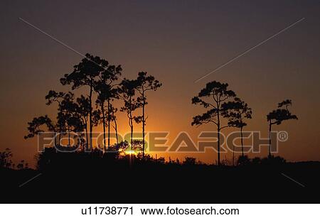 Stock Image - Sunrise behind slash pine trees (Pinus elliottii). Fotosearch