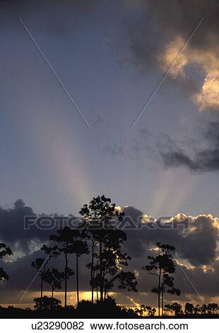 Sunrise behind slash pine trees (Pinus elliottii), Everglades National Park, Florida, USA View Large Photo Image Stock Image - Sunrise behind slash pine trees (Pinus elliottii), Everglades National Park, Florida, USA. Fotosearch