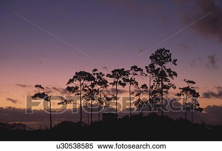 Twilight behind slash pine trees (Pinus elliottii) on pine hammock View Large Photo Image Stock Photography - Twilight behind slash pine trees (Pinus elliottii) on pine hammock. Fotosearch