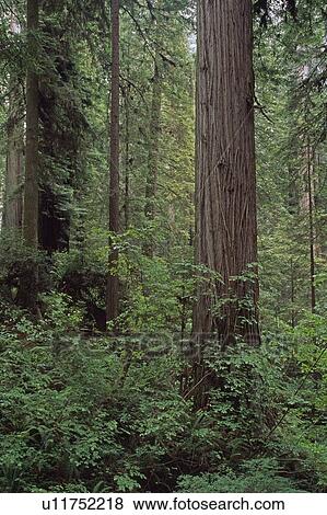 Stock Photo - Verdant undergrowth, redwood forest, Prairie Creek Redwoods State Park, California, USA. Fotosearch