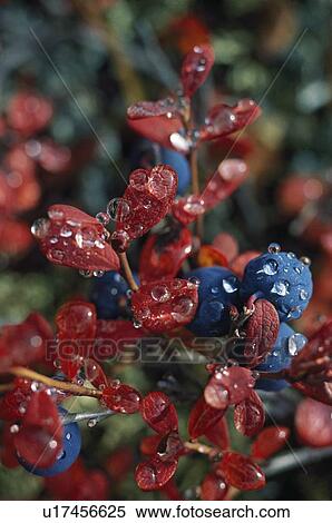 Wild blueberries on a bush with dew drops View Large Photo Image Stock Photography - Wild blueberries on a bush with dew drops. Fotosearch