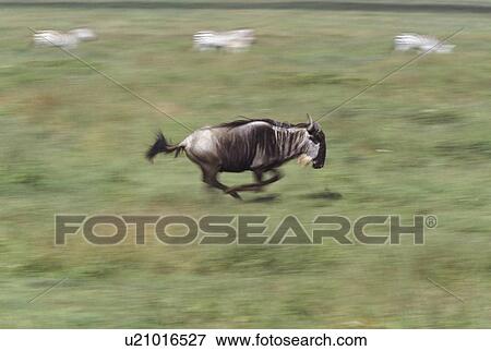 Wildebeest racing across field, Serengeti National Park, Tanzania, Africa View Large Photo Image Stock Photo - Wildebeest racing across field, Serengeti National Park, Tanzania, Africa. Fotosearch