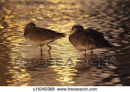Stock Photo - Willets (Tringa semipalmata) sleeping with bills tucked in at sunset. Fotosearch