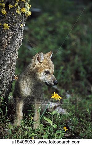 Stock Image - Wolf puppy (Canis latrans). Fotosearch