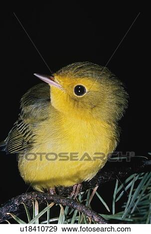 Stock Photo - Yellow warbler (Dendroica petechia). Fotosearch