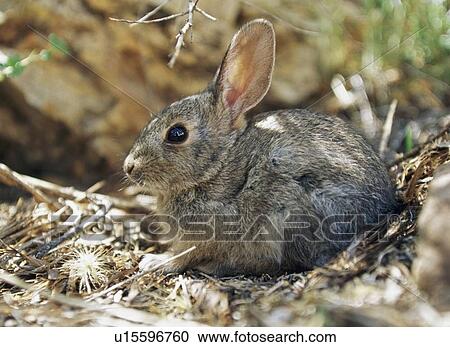 Young cottontail rabbit View Large Photo Image Stock Image - Young cottontail rabbit. Fotosearch