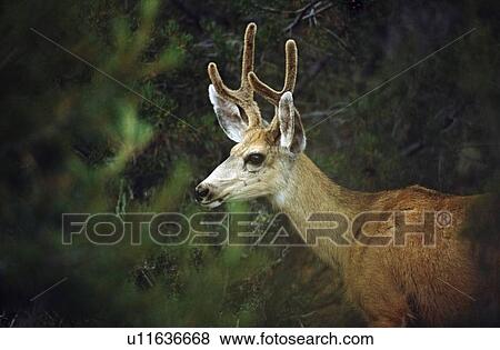 Young mule deer (Odocoilus hemionus) View Large Photo Image Stock Photo - Young mule deer (Odocoilus hemionus). Fotosearch