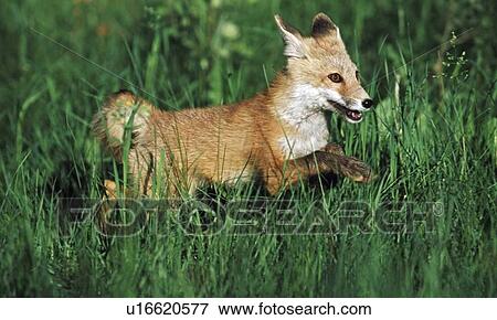 Young red fox (Vulpes vulpes) running through grass View Large Photo Image Stock Photo - Young red fox (Vulpes vulpes) running through grass. Fotosearch