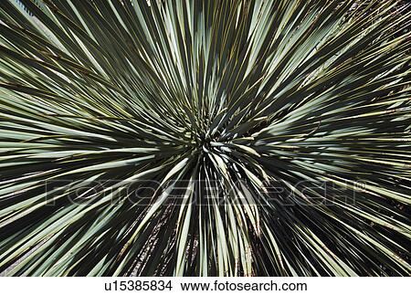 Picture - Yucca spines. Fotosearch