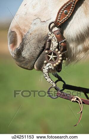 حصان لجم ألبوم الصور U24251153 Fotosearch