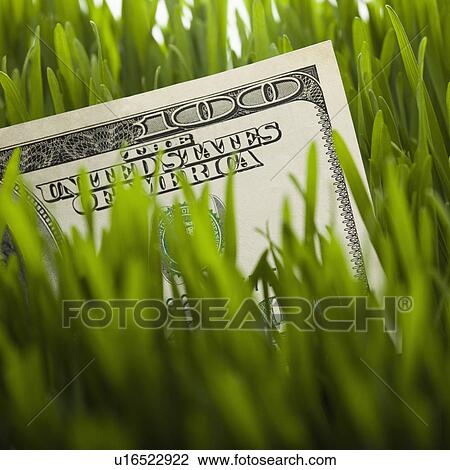 Stock Image - 100 dollar bill in grass. Fotosearch