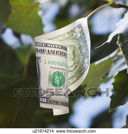 American currency growing on tree View Large Photo Image Picture - American currency growing on tree. Fotosearch