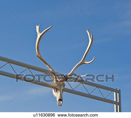 Stock Photograph - Antlers on gate. Fotosearch