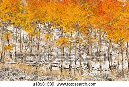 Stock Photo - Autumn foliage. Fotosearch