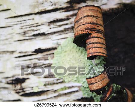 Picture - Bark peeling on tree trunk. Fotosearch