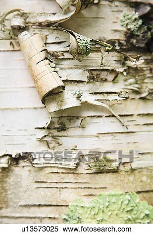 Stock Photography - Bark peeling on tree trunk. Fotosearch