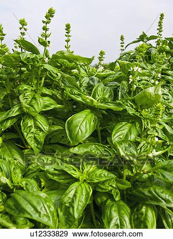 Stock Photo - Basil. Fotosearch