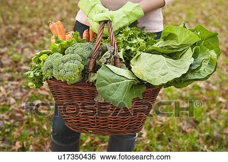 Stock Photograph - Basket of vegetables. Fotosearch