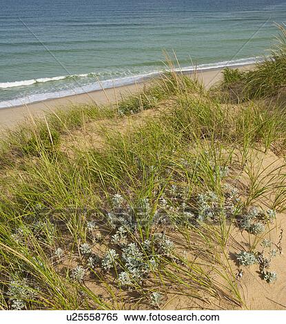 Stock Photography - Beach. Fotosearch