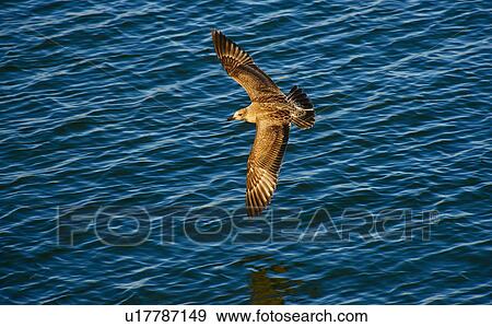Stock Photo - Bird flying over water. Fotosearch