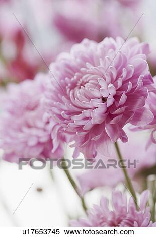 Blooming flowers View Large Photo Image Stock Photography - Blooming flowers. Fotosearch