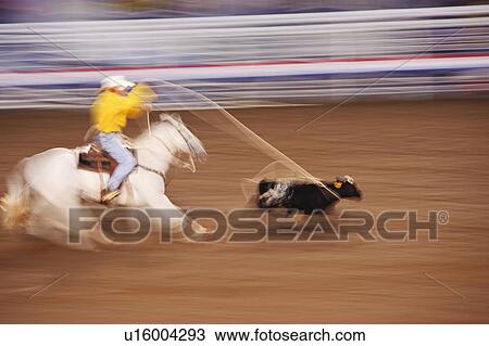 Stock Image - Calf roping. Fotosearch